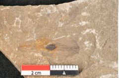 Foto (Detailansicht) von Jordania moravica Helmh. (NHMW-GEO-2024-0188-11140)